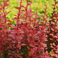 Berberis thunbergii 'Orange Rocket'®