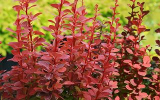 Berberis thunbergii 'Orange Rocket'®