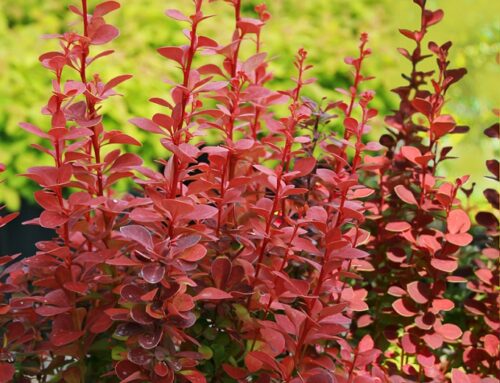 Berberis thunbergii 'Orange Rocket'® - Image 1