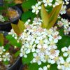 Aronia prunifolia 'Hugin' - Keř - kontejner 5 l, v. 60-80 cm