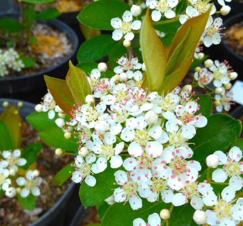 Aronia prunifolia 'Hugin' - Obrázek 1