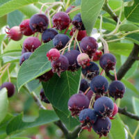 Amelanchier 'Prince William'
