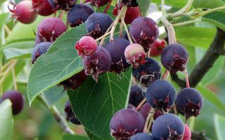 Amelanchier 'Prince William'