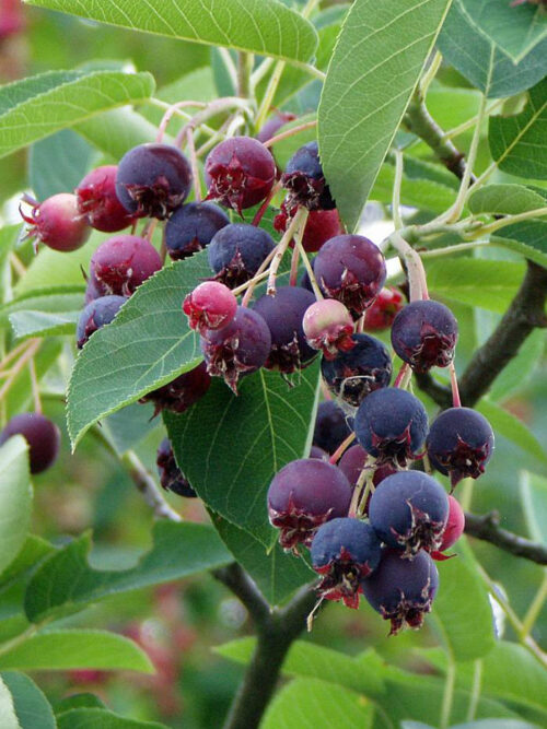 Amelanchier 'Prince William' - Obrázek 1