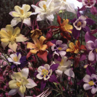 Aquilegia caerulea 'Biedermeier'