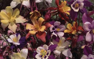 Aquilegia caerulea 'Biedermeier'