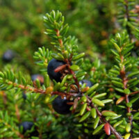 Calluna vulgaris Calluna & Empetrum