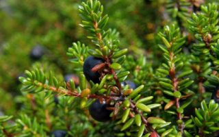 Calluna vulgaris Calluna & Empetrum