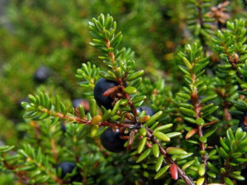 Calluna vulgaris Calluna & Empetrum - Image 1