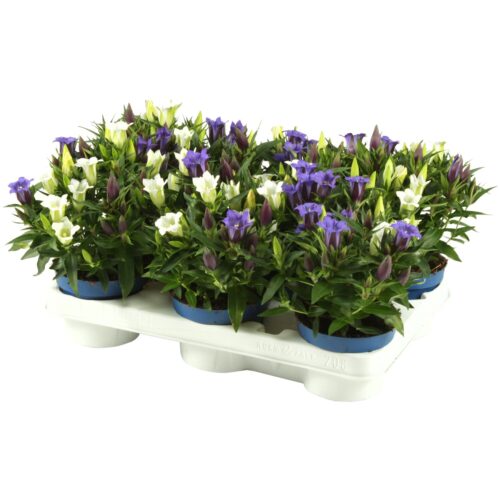 Gentiana scabra Twins - Obrázek 1