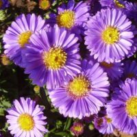 Aster dumosus Early Blue