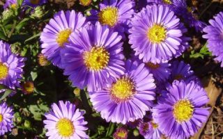 Aster dumosus Early Blue