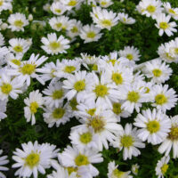 Aster dumosus  Schneekissen