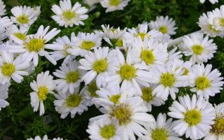 Aster dumosus  Schneekissen