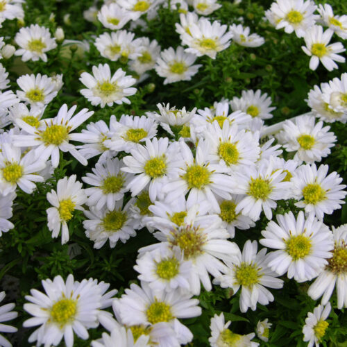 Aster dumosus  Schneekissen - Obrázek 1