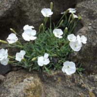 DIANTHUS La Borboule Albus