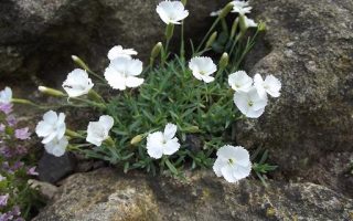 DIANTHUS La Borboule Albus