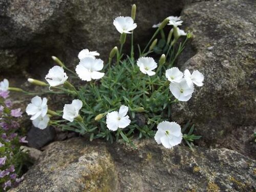 DIANTHUS La Borboule Albus - Image 1