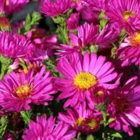 Aster dumosus Starlight