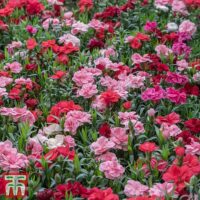 DIANTHUS 'Oscar'