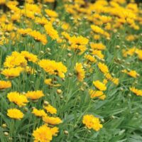 Coreopsis grandiflora 'Early Sunrise'