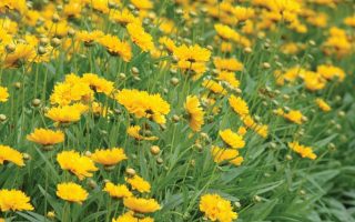 Coreopsis grandiflora 'Early Sunrise'