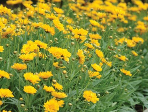 Coreopsis grandiflora 'Early Sunrise' - Obrázek 1