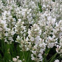 Lavandula angustifolia 'Edelweiss'