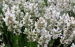 Lavandula angustifolia 'Edelweiss'