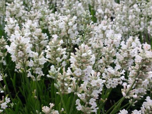 Lavandula angustifolia 'Edelweiss' - Image 1