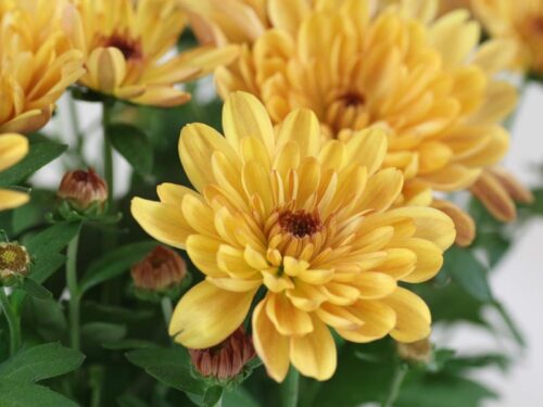 Chrysanthemum indicum - Obrázek 1