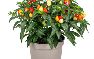 Capsicum annuum ´Autumn Daylight´