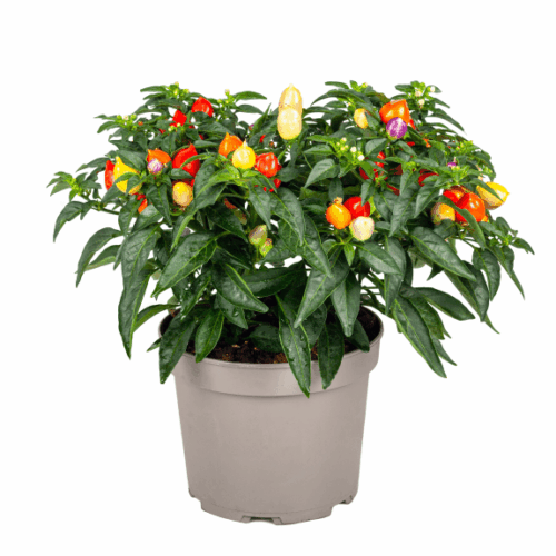 Capsicum annuum - Image 1