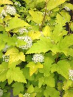 Physocarpus opulifolius 'Luteus' - Obrázek 2