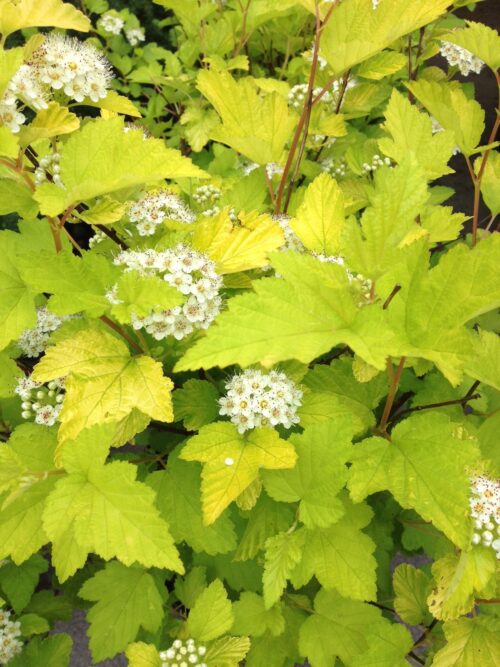 Physocarpus opulifolius 'Luteus' - Obrázek 2