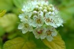 Physocarpus opulifolius 'Luteus'