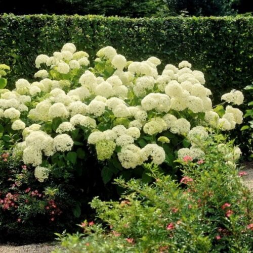 Hydrangea arborescens 'Annabelle' - Obrázek 4