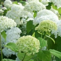Hydrangea arborescens 'Annabelle'