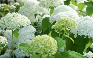 Hydrangea arborescens 'Annabelle'