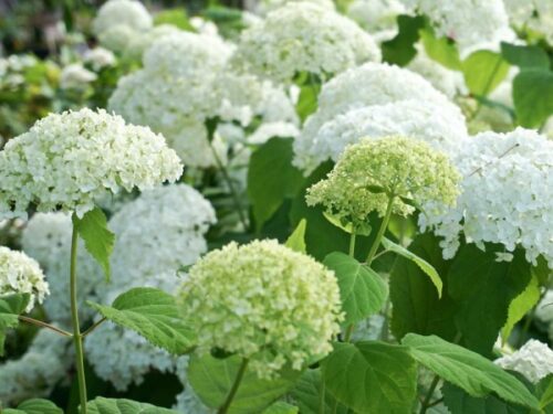 Hydrangea arborescens 'Annabelle' - Obrázek 1