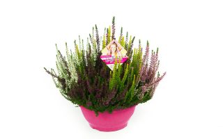 Calluna vulgaris 'Beauty Ladies HIGH FIVE'®