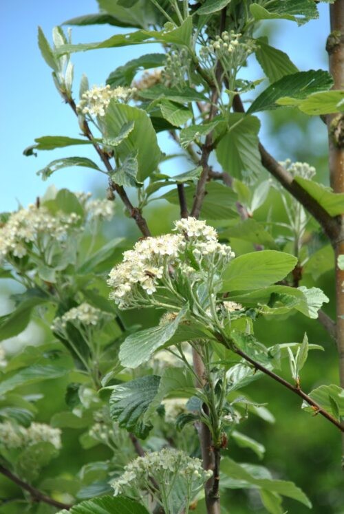 SORBUS ARIA 'Magnifica' - Image 2