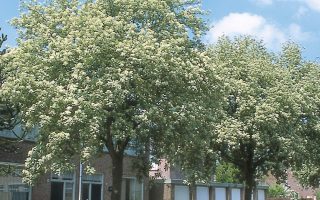 SORBUS ARIA 'Magnifica'