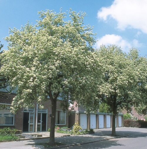 SORBUS ARIA 'Magnifica' - Image 1