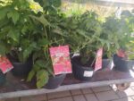 Rubus idaeus ´Little Sweet Sister®-terasový ! - Obrázek 5