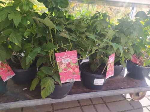 Rubus idaeus ´Little Sweet Sister®-terasový ! - Obrázek 5