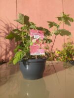 Rubus idaeus ´Little Sweet Sister®-terasový ! - Obrázek 3