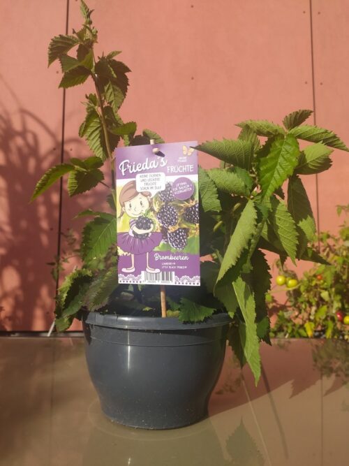 Rubus fruticosus ´Little Black Prince®´-zakrslá ostružina - Obrázek 5