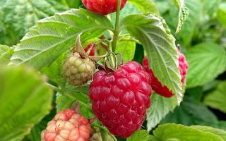 Rubus idaeus ´Little Sweet Sister®-terasový !