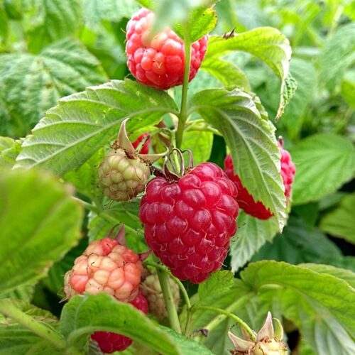 Rubus idaeus ´Little Sweet Sister®-terasový ! - Obrázek 1